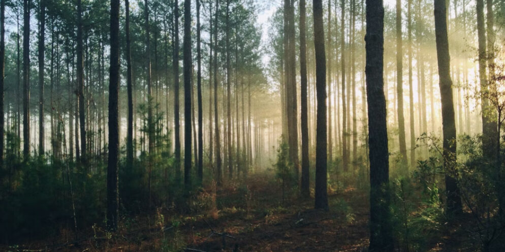 woods1